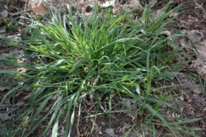 As I focus on my garden at ground level inspecting the drip system I can't help but notice all the weeds. This one is Cheatgrass and it is doing quite well despite a very dry winter.