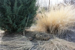 I'm starting to clip my ornamental grasses. Here I've clipped one of my Giant Sacatons (Sporobolus wrightii)