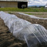 Cool season vegetables can be raised under protective row covers like the one pictured here.