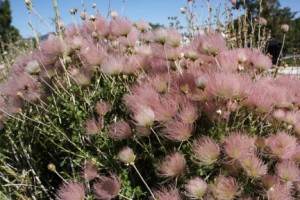 Apache Plume could be covered with feathery, pink seed heads resembling a Native America headdress. This picture was taken in late May. This plant will continue to have a few white flowers opening all summer and fading to feathering pink seed heads.