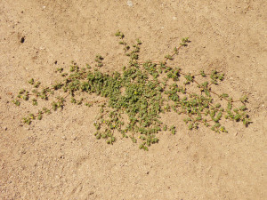 Puncture vine forms a mat on the ground that becomes quite prickly one seeds set.