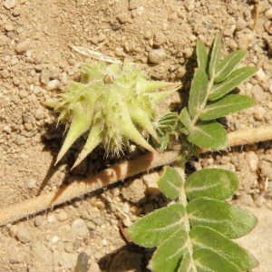 Puncture vine seed head