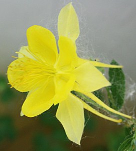 Golden Columbine (Aquilegia) is a shade loving flowering perennial