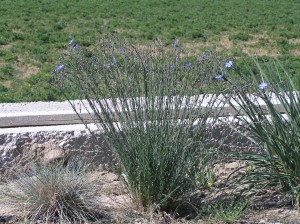 This blue flax plant has is several seasons old and has a vase shaped structure.  It is about 12" tall.