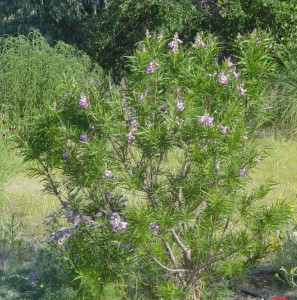 This desert willow is only about 8' tall and has been allowed to grow as a shrub.