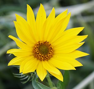 These sunflowers may be small compared to their annual cousin but they are still showy and attract pollinators, butterflies, and birds.