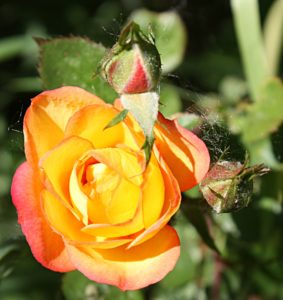 A single bloom from the orange miniature rose in my garden.