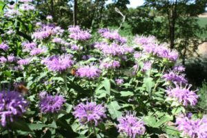 Bee, humming birds, and butterflies are attracted to bee balm.
