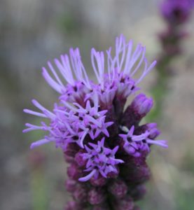 Liatris is a member of the Asteraceae.  It produces a stalk of flowers that start opening from the top of the stalk and the last flowers to open are the ones closest to the base of the plant.