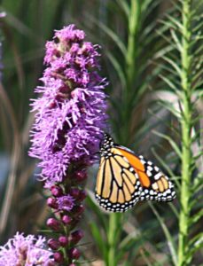 Liatris attracts butterflies like this Monarch.